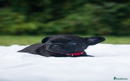 French Bulldog dogs for sale: Rare French bulldogs - Image 2
