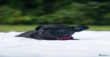French Bulldog dogs - Advert 3