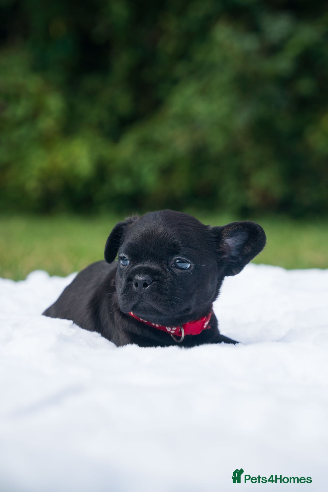 French Bulldog dogs for sale: Rare French bulldogs - Image 2