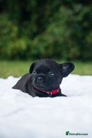 French Bulldog dogs - Advert 3
