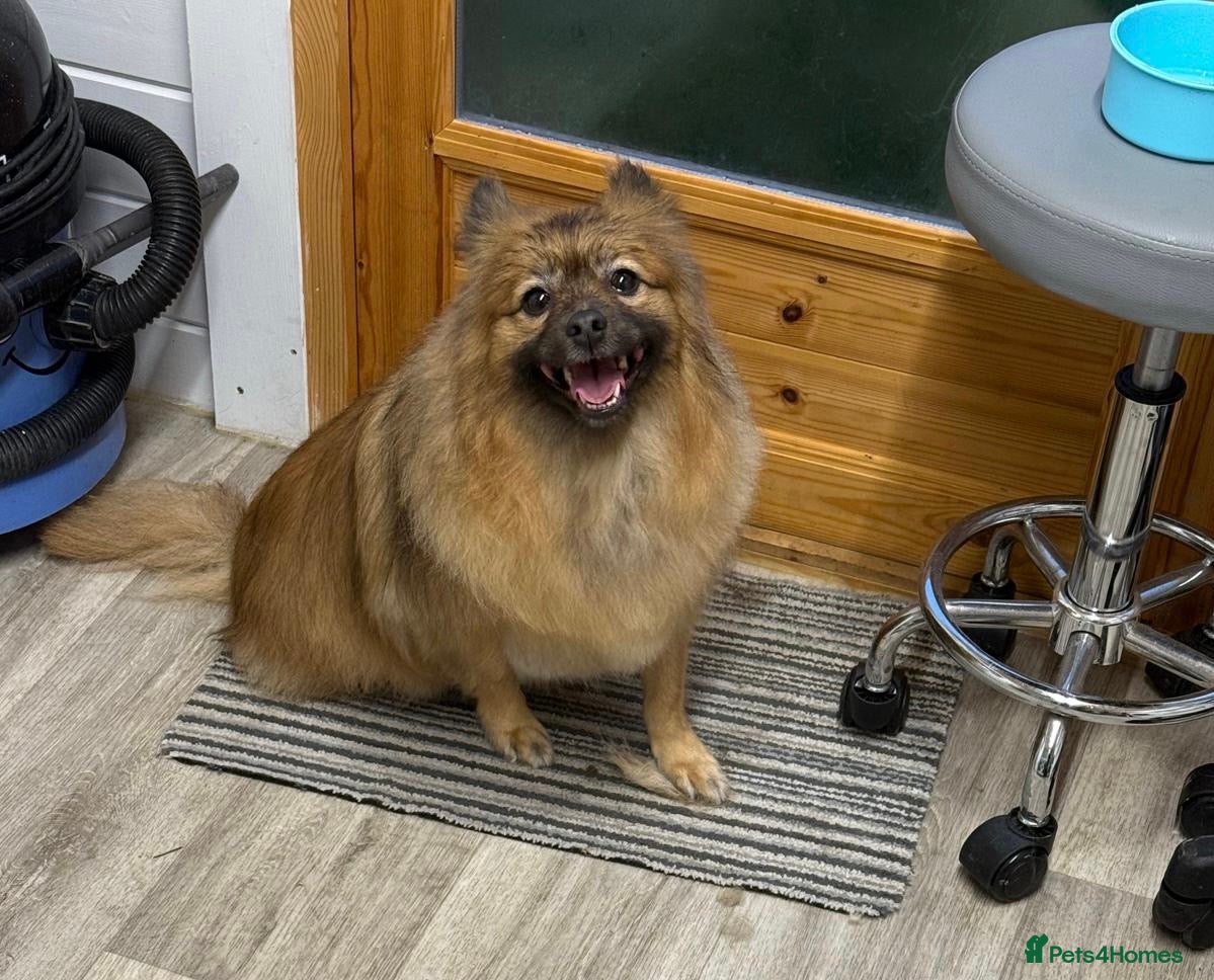 Pomeranian dogs Pomeranian little boy needs permanent loving home  - Advert 2