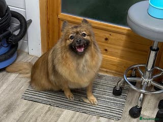 Pomeranian dogs Pomeranian little boy needs permanent loving home - Advert 2