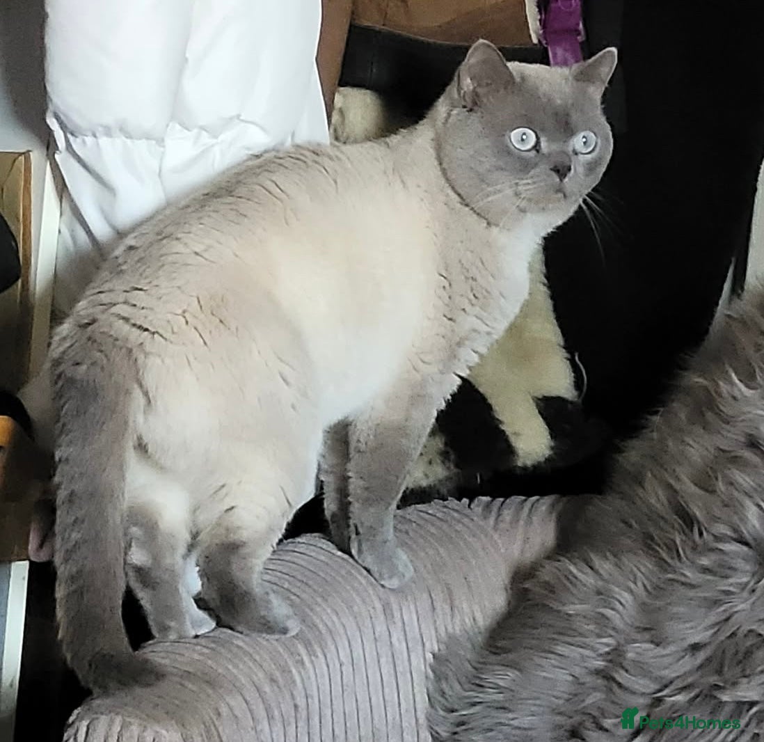British Shorthair cats GCCF ACTIVE LILAC COLOURP BRITISH SHORT HAIR MALE  - Advert 13
