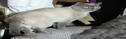 British Shorthair cats for sale: GCCF ACTIVE LILAC COLOURP BRITISH SHORT HAIR MALE  - Advert 1