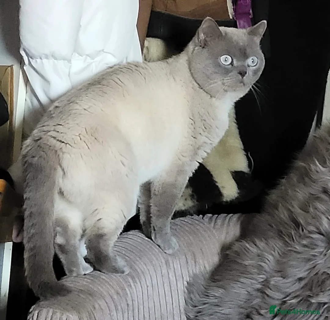 British Shorthair cats for sale: GCCF ACTIVE LILAC COLOURP BRITISH SHORT HAIR MALE  - Advert 1