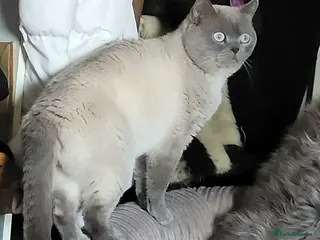 British Shorthair cats GCCF ACTIVE LILAC COLOURP BRITISH SHORT HAIR MALE - Advert 1