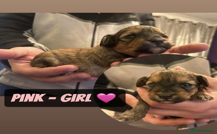 Mixed Breed dogs - Advert 6