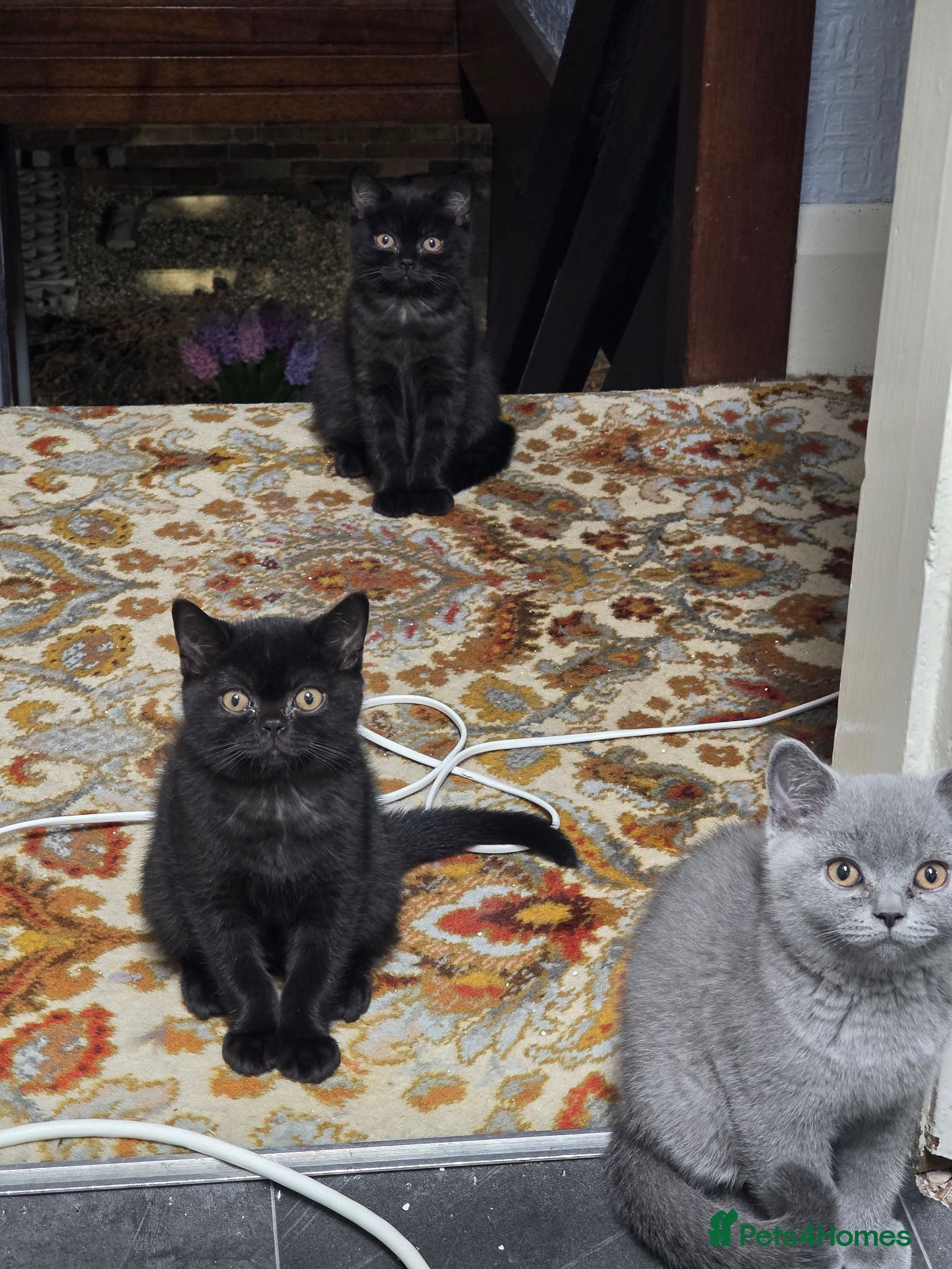 British Shorthair cats Beautiful British Shorthair Kittens for LovingHome - Advert 2