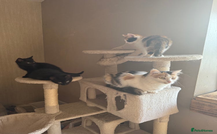 Mixed Breed cats Kittens ready to leave now - Advert 1