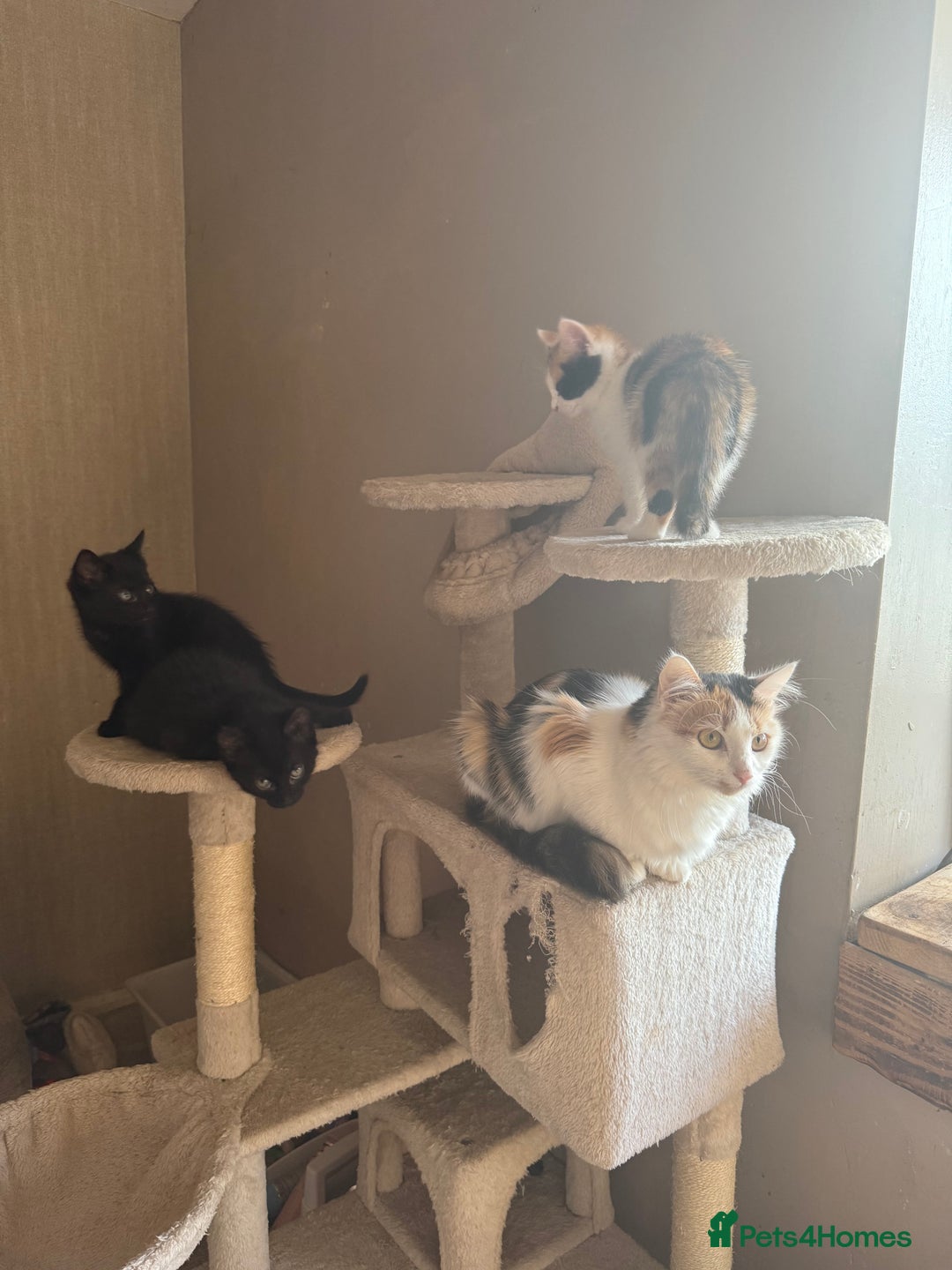 Mixed Breed cats for sale: Kittens ready to leave now - Advert 1