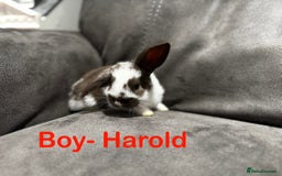 Mini Lop rabbits for sale: Stunning Mini Lop Bucks  - Image 11