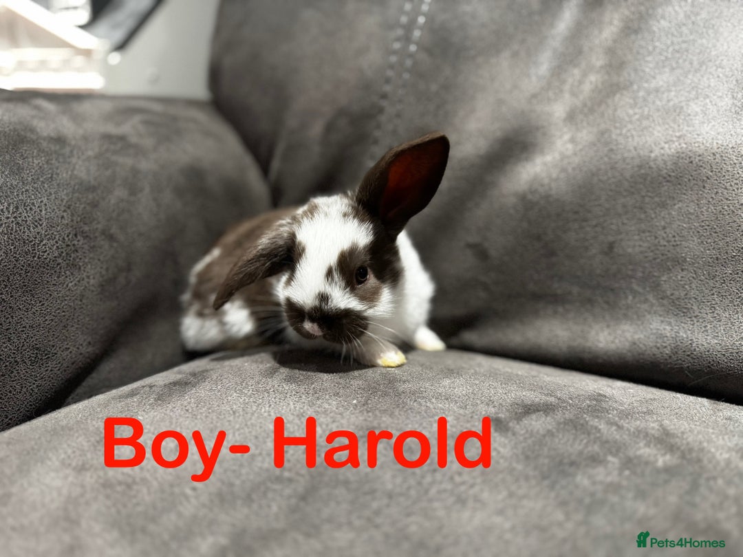 Mini Lop rabbits for sale: Stunning Mini Lop Bucks  - Image 11