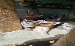 Abyssinian cats for sale: Abyssinian and Bengal x kittens 😻 - Image 29