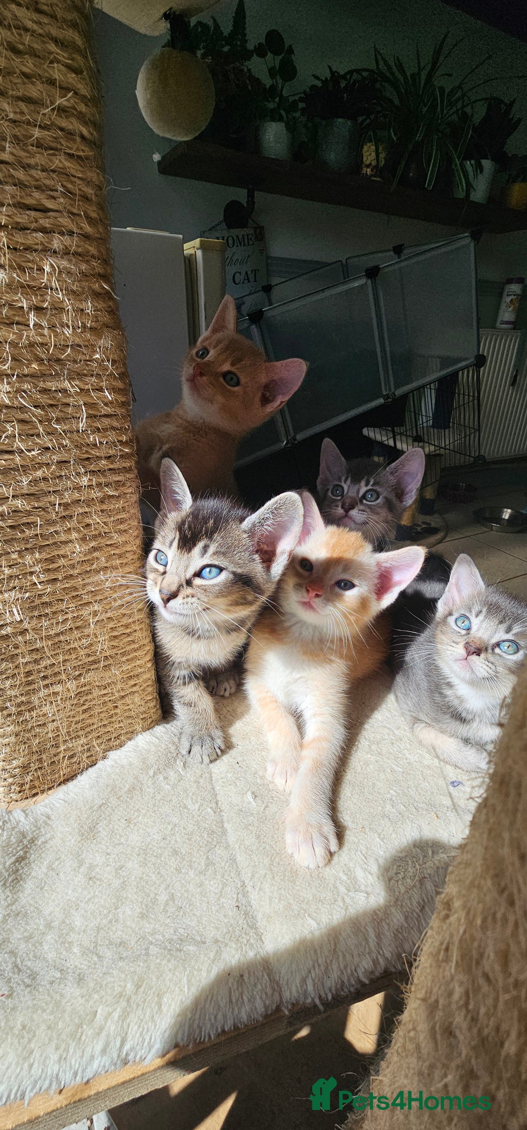 Abyssinian cats for sale: Abyssinian and Bengal x kittens 😻 - Image 29