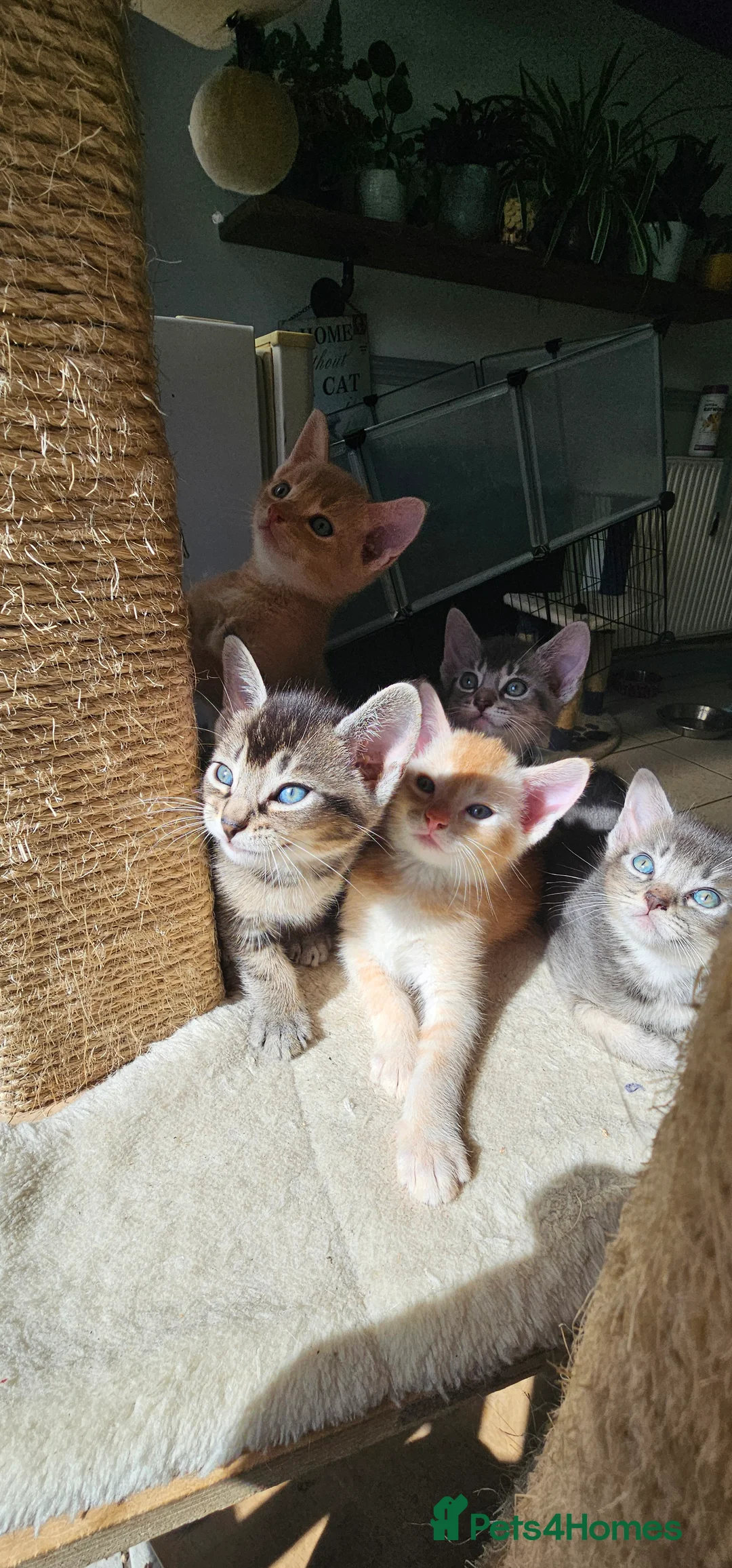 Abyssinian cats for sale: All kittens reserved, thank you 😻 - Advert 2