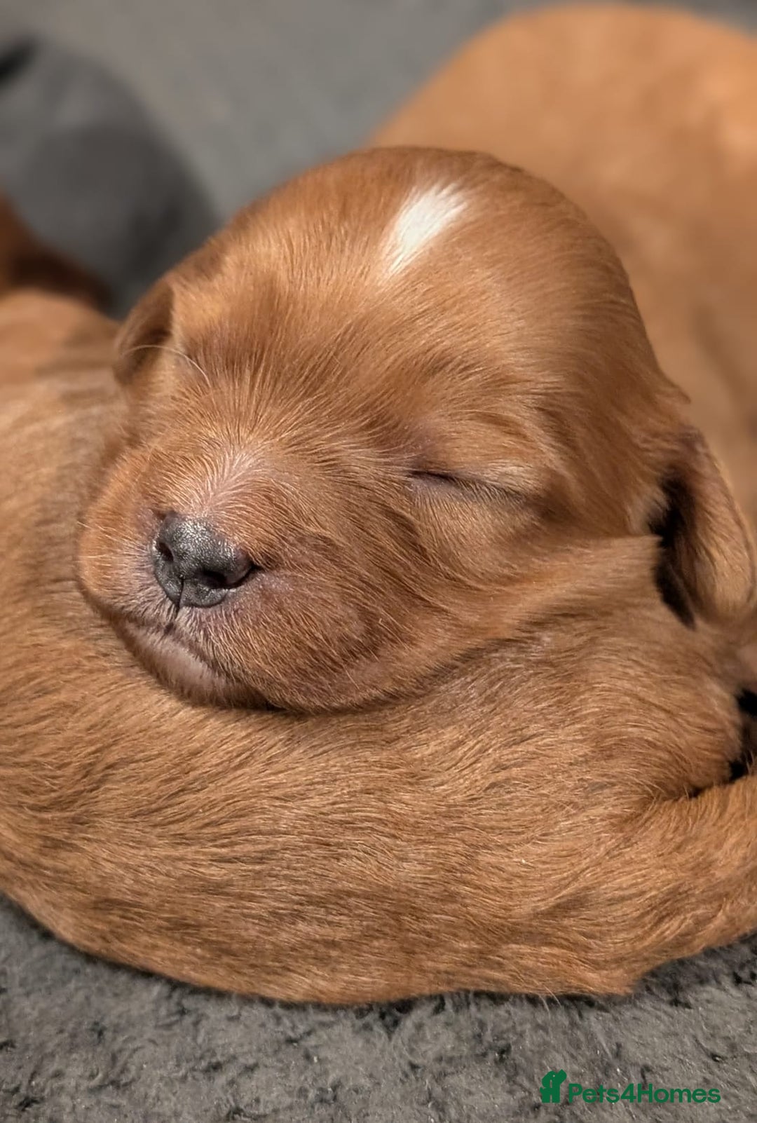Cavapoo dogs for sale: Rare extensively health tested F1 cavapoos  - Image 11