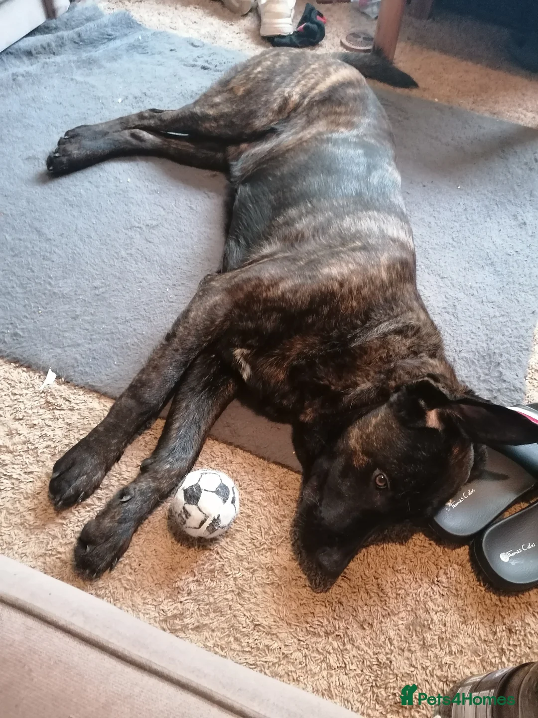 Mixed Breed dogs for sale: German shepherd cross cane corso  - Advert 2