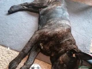 Mixed Breed dogs German shepherd cross cane corso - Advert 1
