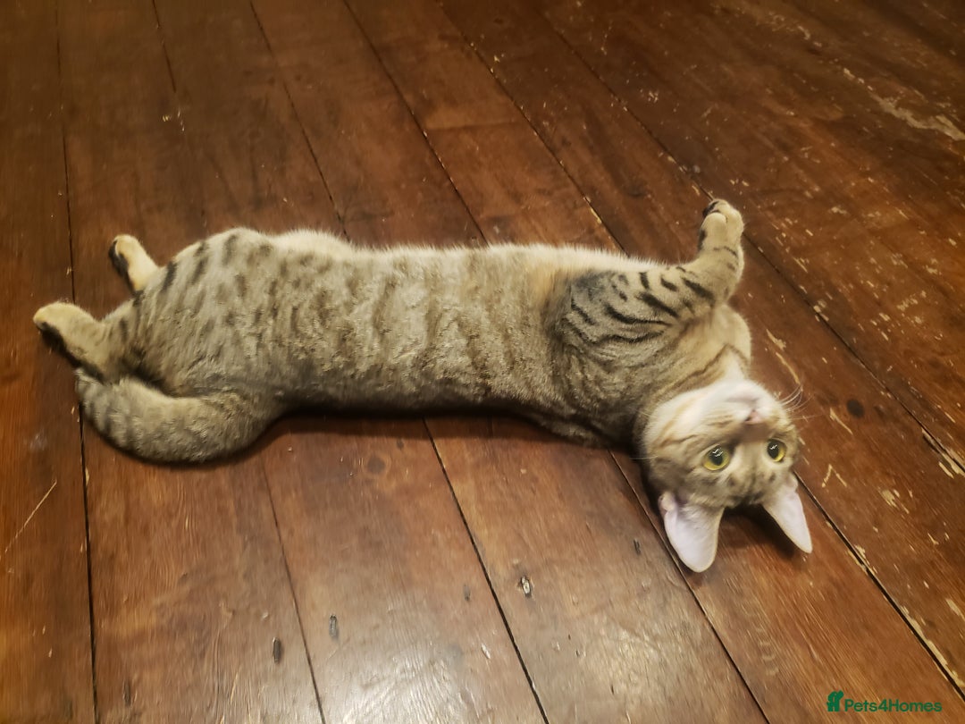 Domestic Shorthair cats for sale: Two loving young Bengal Mix Sisters - Image 10