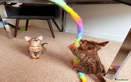 Savannah cats for sale: TICA Reg F3 Savannah Female Kitten ONE LEFT - Image 19