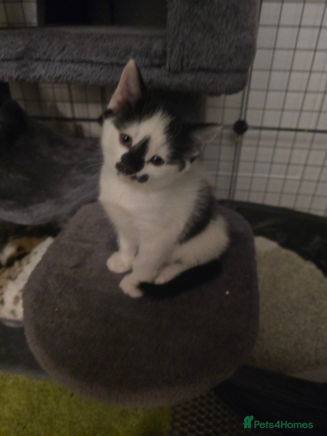 Mixed Breed cats for sale: 😺Adorable kittens .. loving ❤️home – ready soon!" - Advert 6
