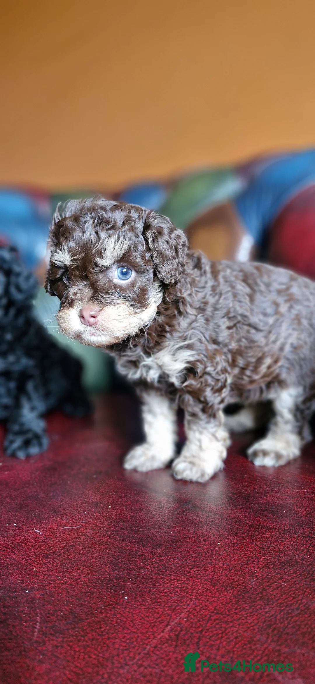 Cavapoo dogs for sale: Gorgeous f1bb Cavapoo pups. Health tested parents  - Advert 14