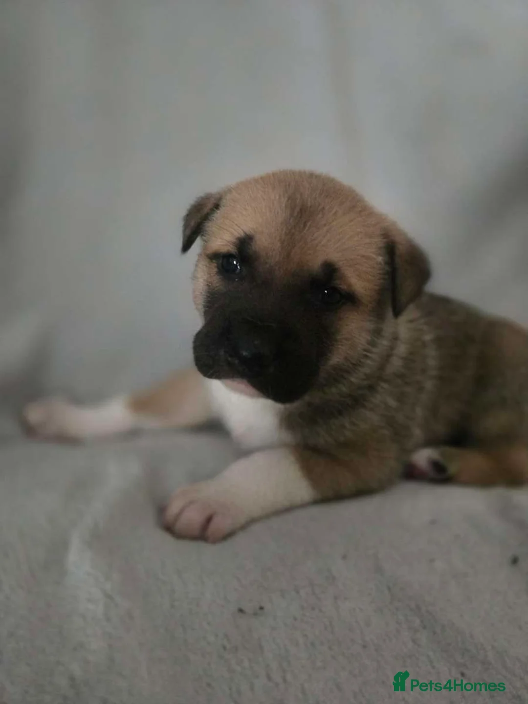 Mixed Breed dogs for sale: Akita cross  - Advert 7