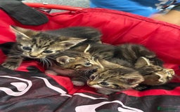 Mixed Breed cats for sale: European shorthair tabby cross kittens available.  - Image 21