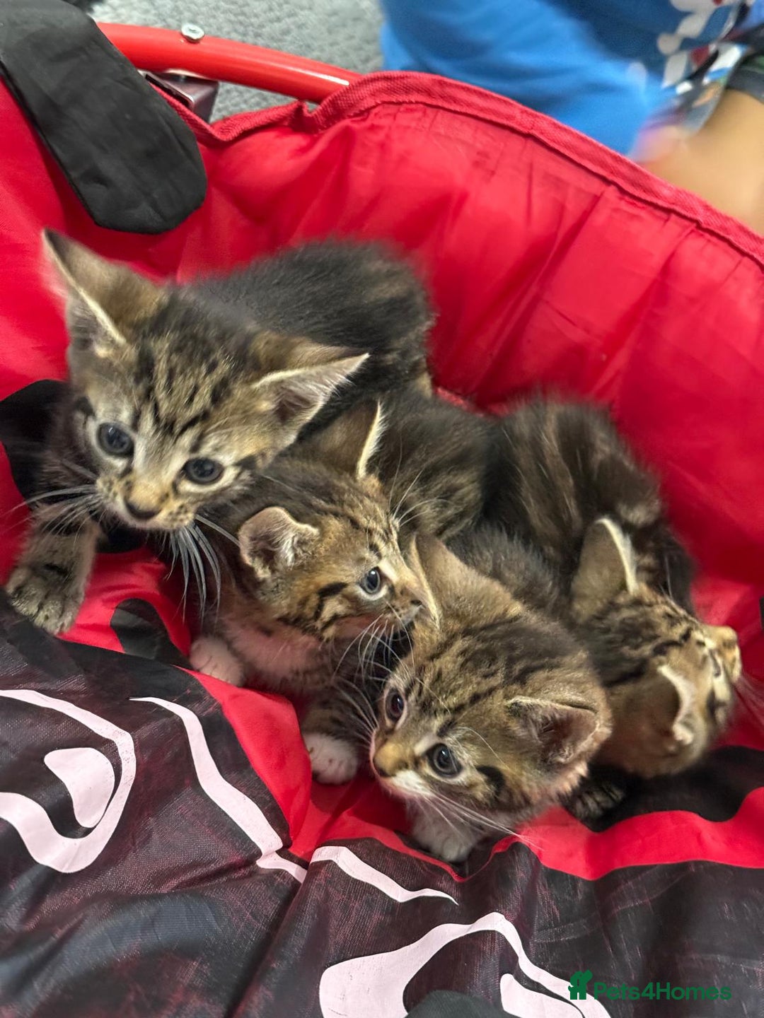 Mixed Breed cats for sale: European shorthair tabby cross kittens available.  - Image 21