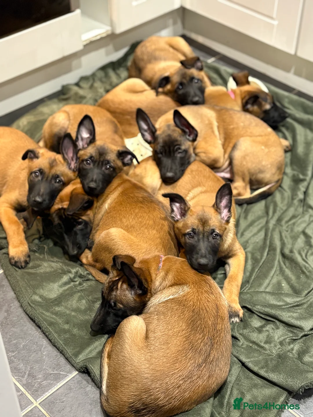 Belgian Shepherd Dog dogs for sale: Belgian Malinois Puppies - Ready to leave! - Advert 7