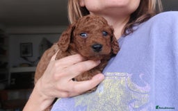 Cockapoo dogs for sale: Very unique Asian Toy Cockerpoos - Image 37