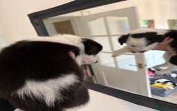 Border Collie dogs for sale: Pure Breed Boarder Collie Pups - Image 36