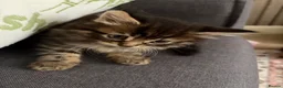 Mixed Breed cats for sale: Beautiful sociable fluff balls - Advert 4