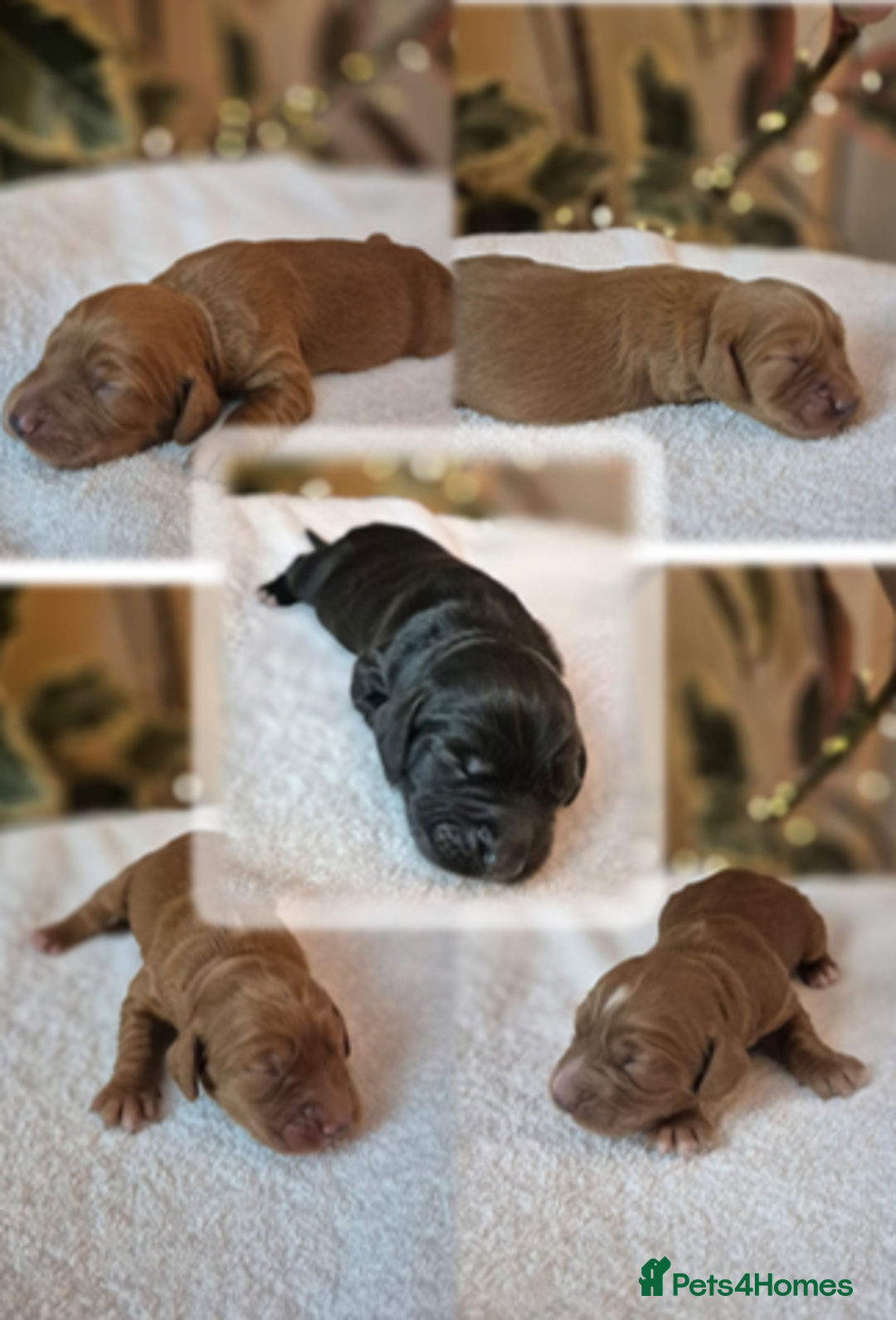 Cocker Spaniel dogs for sale: Beautiful and new - working cocker spaniel puppies - Advert 1