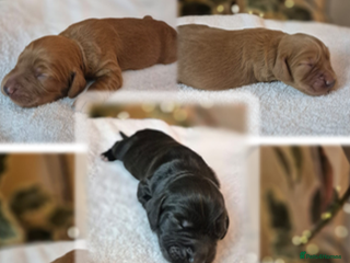 Cocker Spaniel dogs Beautiful and new - working cocker spaniel puppies - Advert 1