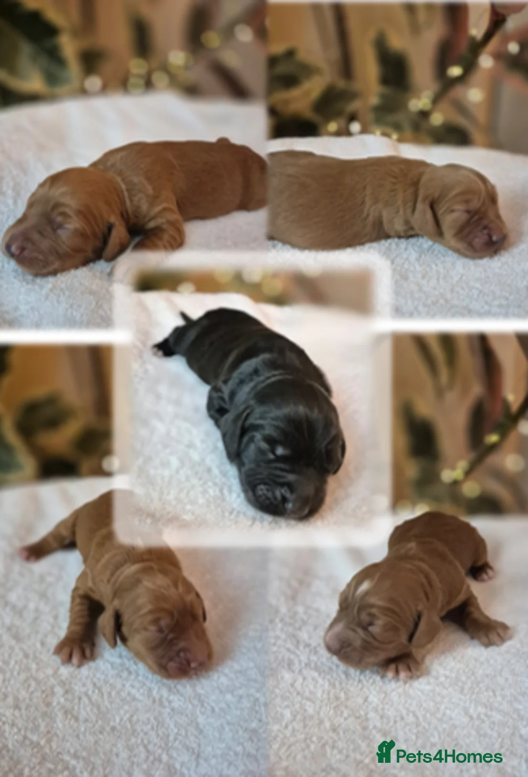Cocker Spaniel dogs for sale: Beautiful and new - working cocker spaniel puppies - Advert 1