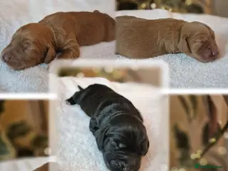 Cocker Spaniel dogs Beautiful and new - working cocker spaniel puppies - Advert 18