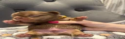 French Bulldog dogs for sale: Stunning French Bulldog puppies  - Advert 6