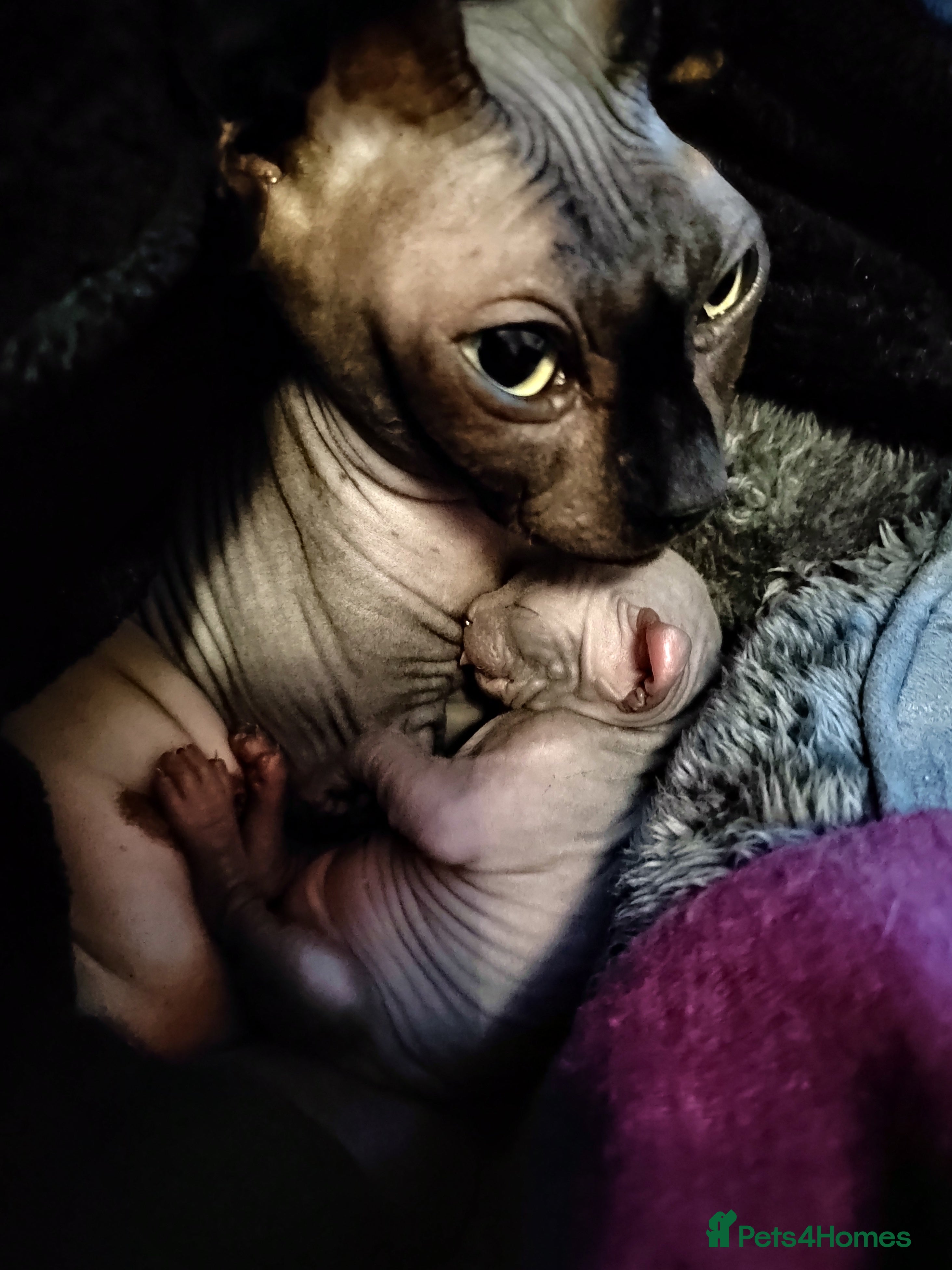 Sphynx cats Pair of Silver-Blue Elf Sphynx  - Advert 1