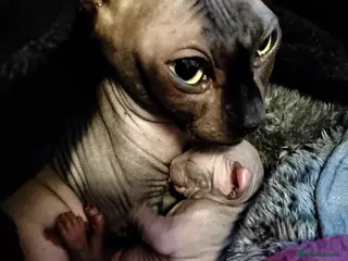 Sphynx cats Pair of Silver-Blue Elf Sphynx - Advert 1