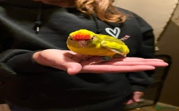 Parakeets birds for sale: Hand reared kakariki - Image 7