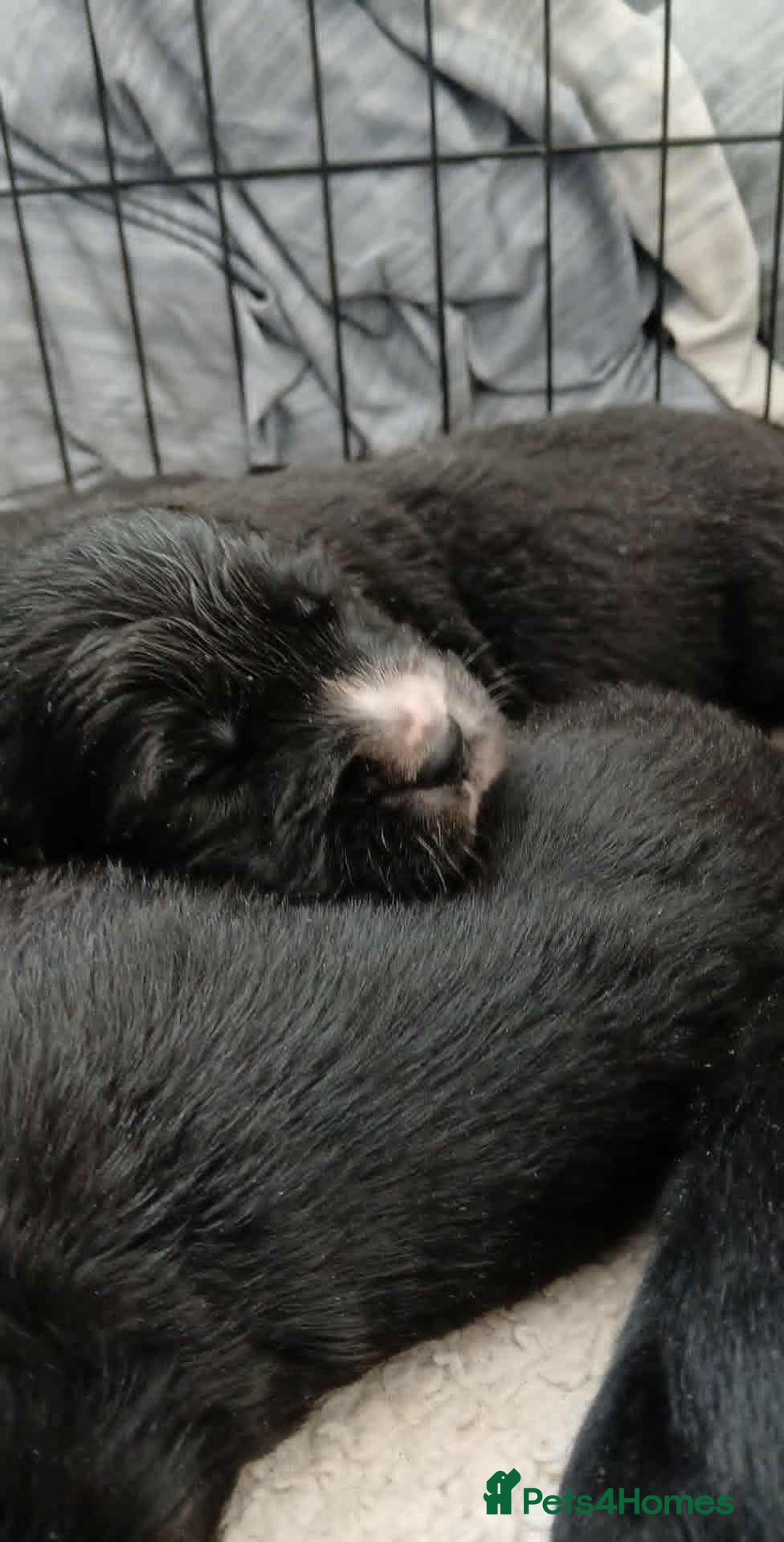 Mixed Breed dogs for sale: Golden Mountain Dog Pups - Advert 4