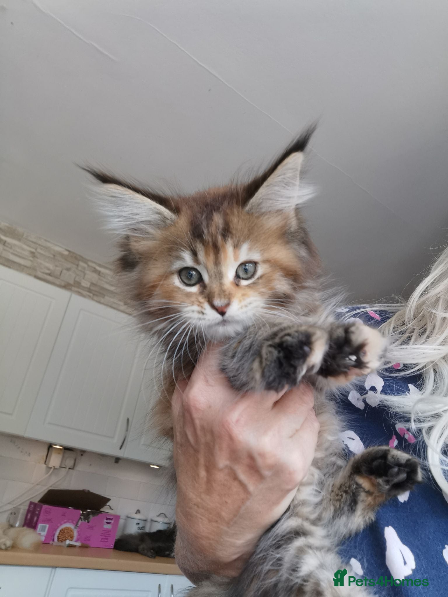 Maine Coon cats Full pedigree Maine coons available  - Advert 13