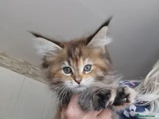 Maine Coon cats Full pedigree Maine coons available - Advert 13