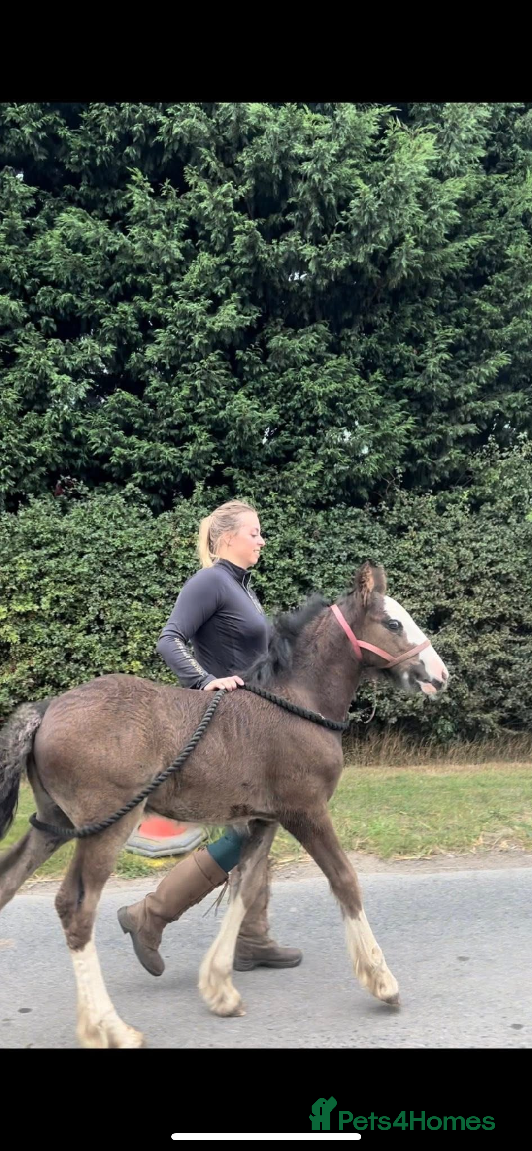 Irish Cob horses for sale: Filly for full loan or sale  - Advert 7