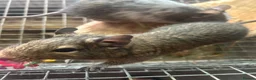 Degus rodents for sale: Two male bonded degus looking for a new home - Advert 2