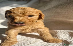 Double Doodle dogs for sale: Miniature GOLDENDOODLE puppies - Image 19