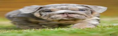 English Bulldog Puppy 7
