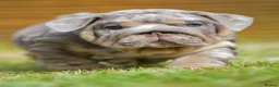 English Bulldog dogs for sale: EPIC BULLYZ BULLDOGS - Advert 15