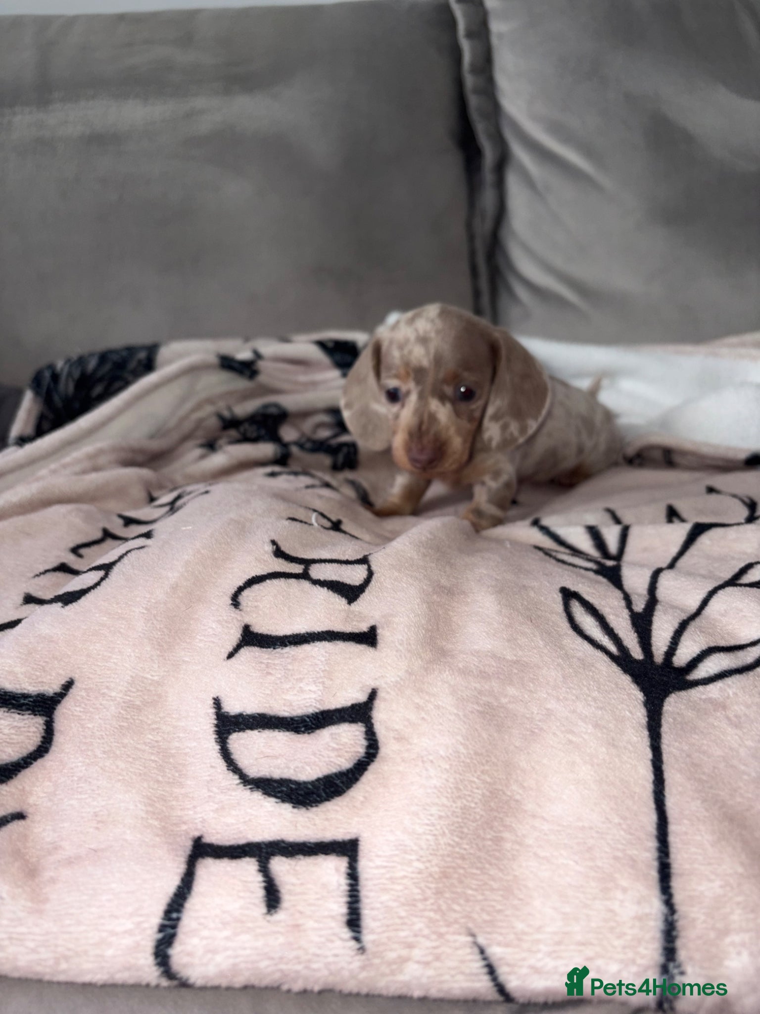 Miniature Dachshund dogs Stunning Daschunds - Advert 1